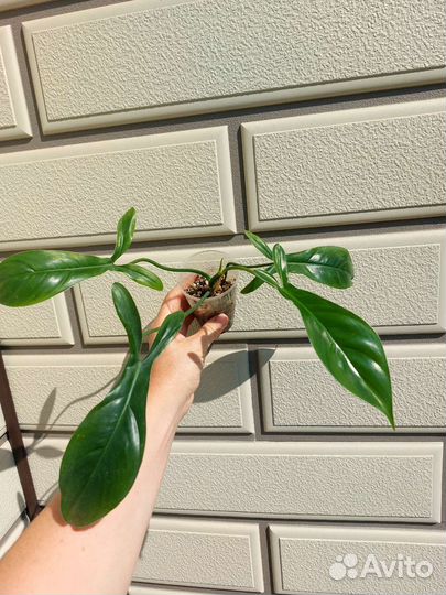 Филодендрон р69686