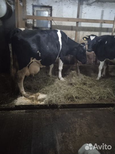 Телочка от 3хведерки