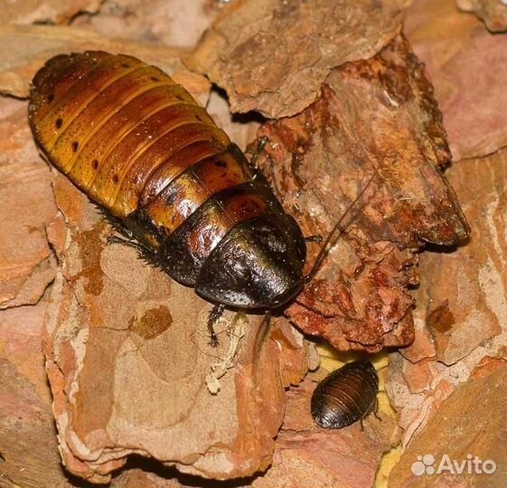 Мадагаскарский таракан шипучий