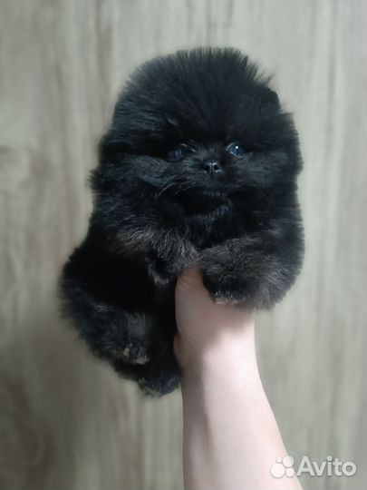Померанский шпиц мини микро