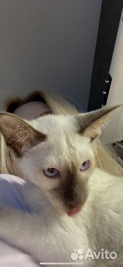 Ориентальные котята бронь