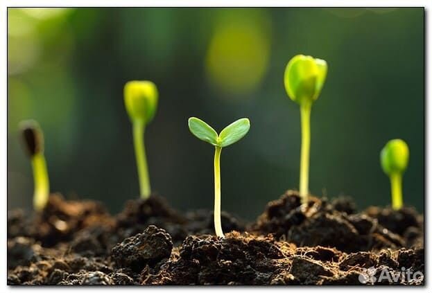 Плодородный грунт