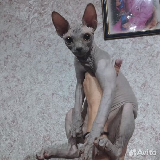 Канадский сфинкс