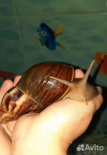 Улитки ахатины