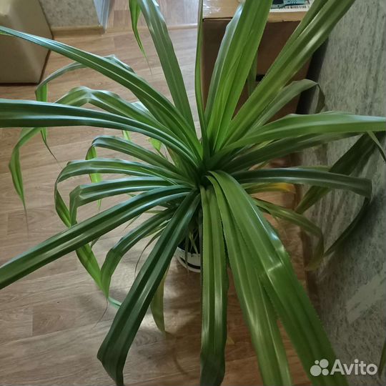 Пальма панданус