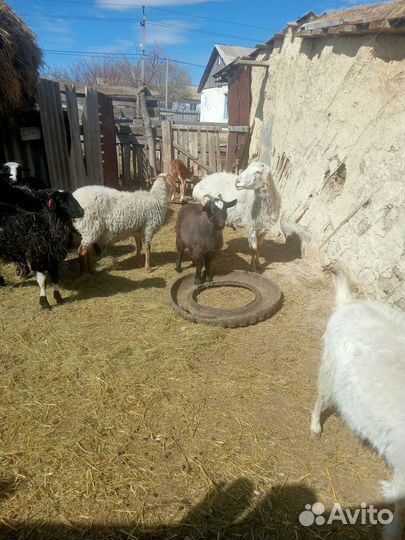 Продается баран или поменяю на племя