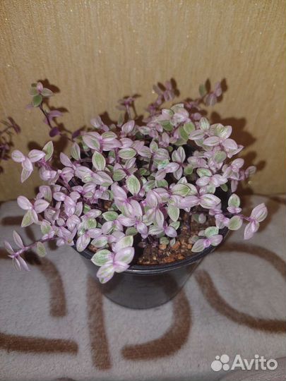 Каллизия розовая