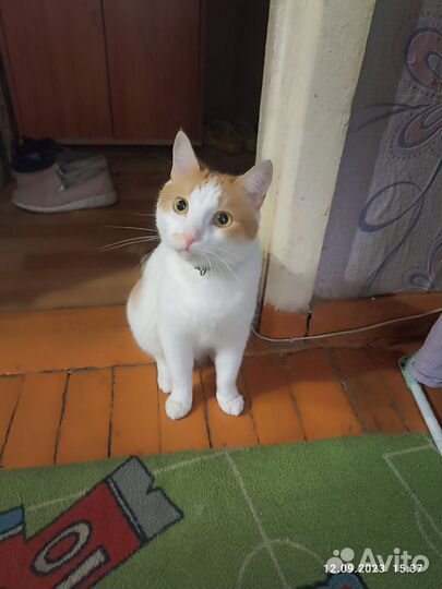 Кошка в дар бесплатно