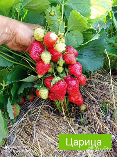 Цветы, клубника, малина, смородина