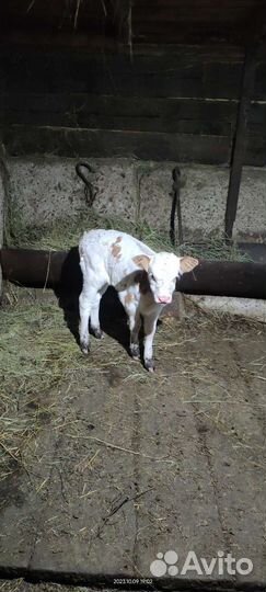 Теленок, телочка