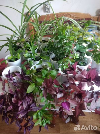 Комнатные растения