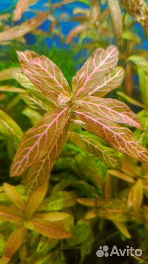 Гигрофила розовая