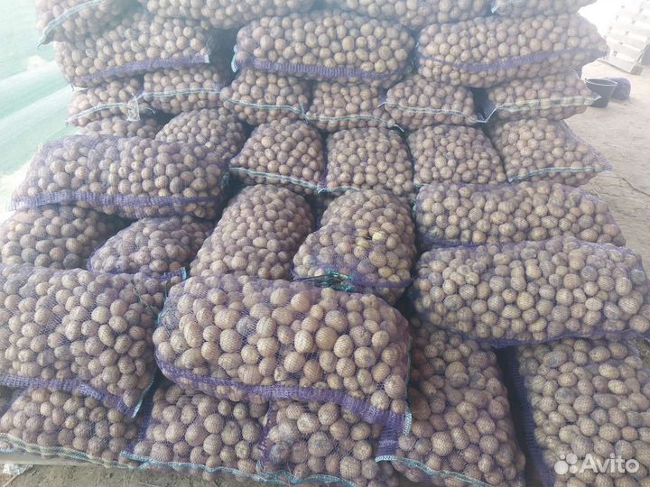 Картофель 2 сорт