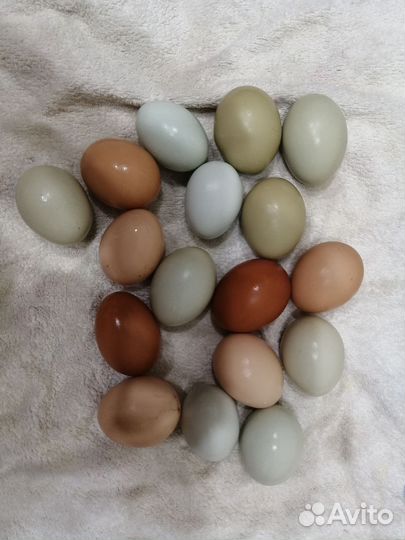 Инкубационное яйцо, ухейилюй, лакендази