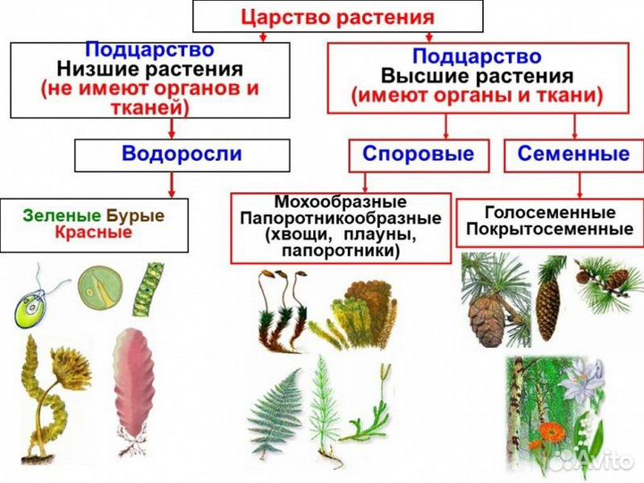 Репетитор по биологии