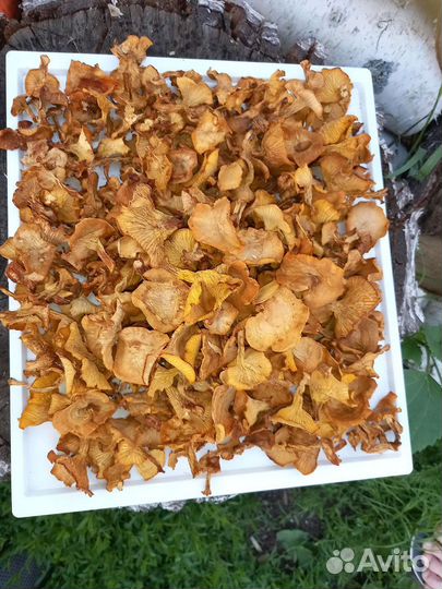 Лисичка сушёная. Новый урожай 23 года