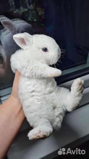 Крольчата карликовый рекс