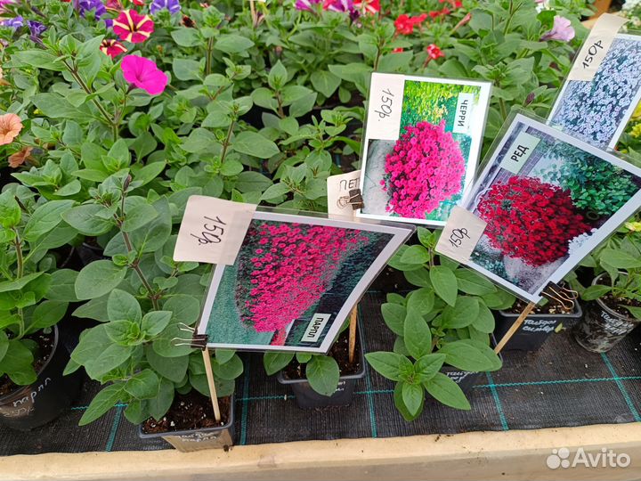 Петуния тайдалы