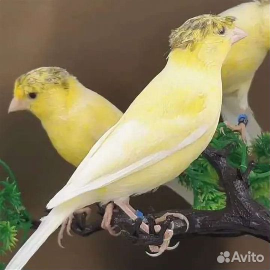 Кенара и канарейки