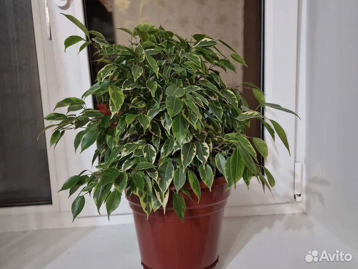 Фикус бенджамина пестролистный