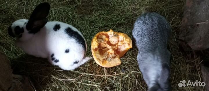 Кролик для разведения