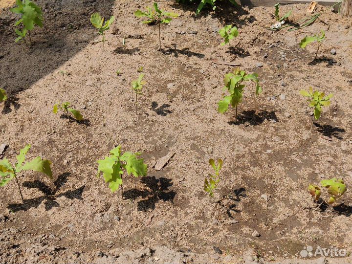 Саженцы дуб