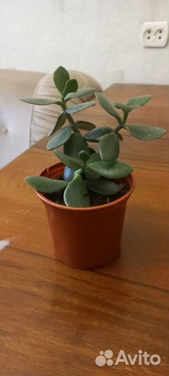 Денежное дерево толстянка крассула