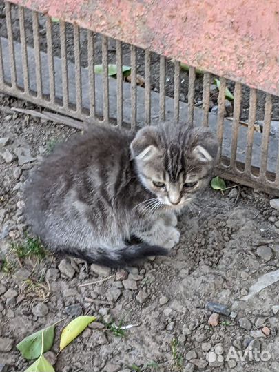 Котята бесплатно