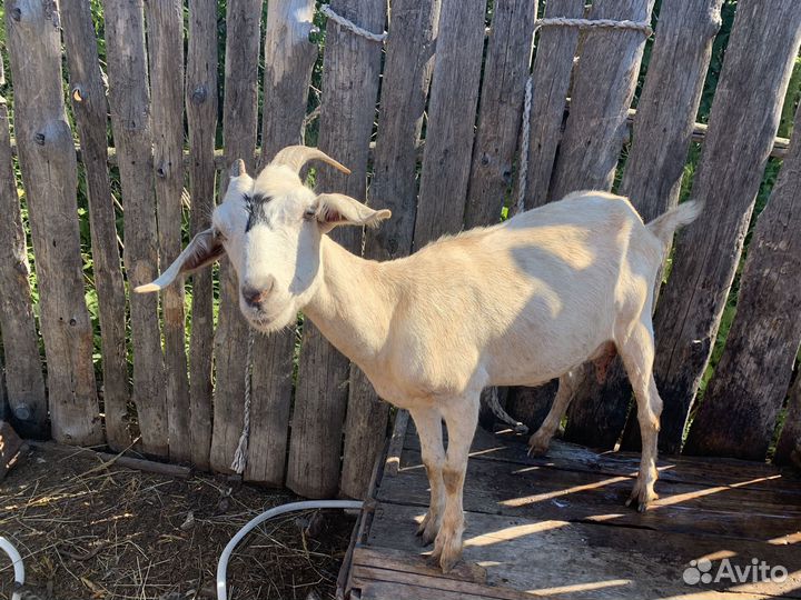 Продам дойных коз