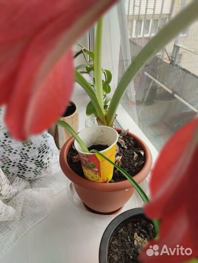 Комнатные цветы