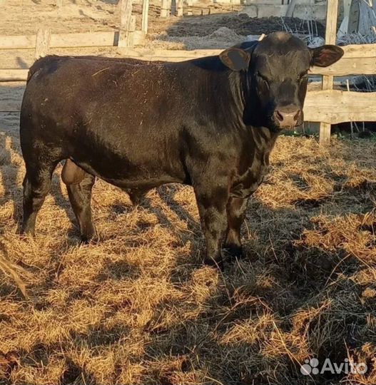 Бык на мясо