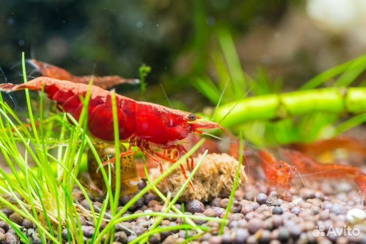 Аквариумные креветки Вишни