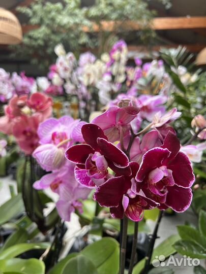 Орхидея, фаленопсис