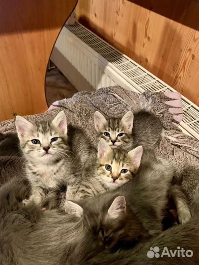 Котята в добрые руки