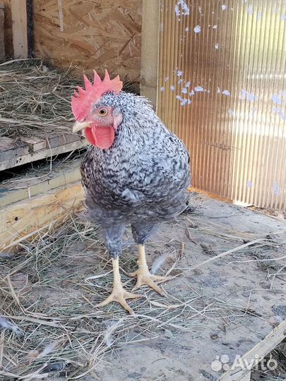 Молодые петухи