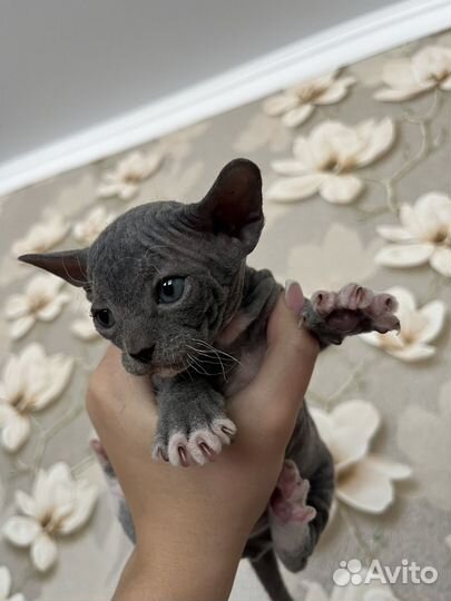 Котенок помесь сфинкс