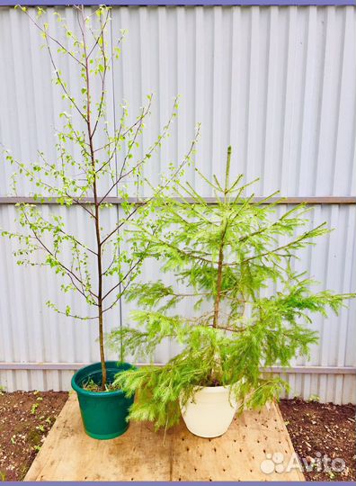 Ели Сосны Березы саженцы с доставкой