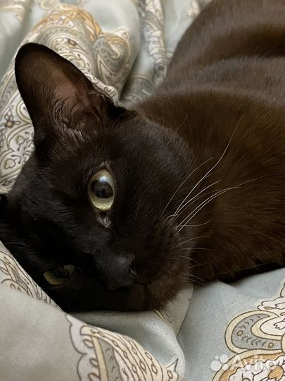 На брони Продаю вредного кота