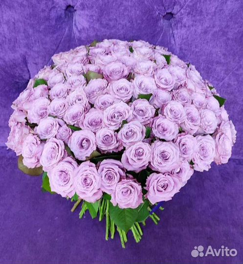 Сиреневые розы. Фиолетовые розы. Розы Голландия