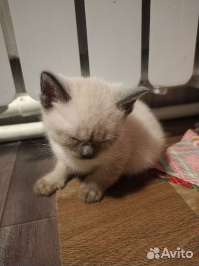 Кошка в дар бесплатно