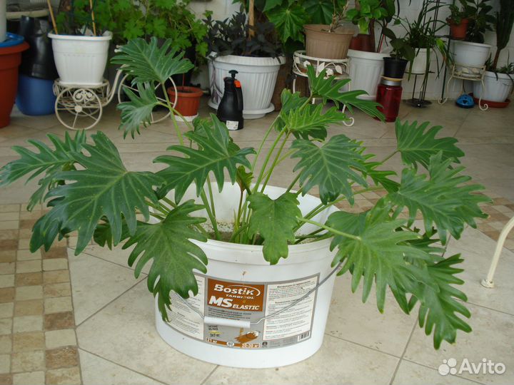 Филодендрон Ксанаду