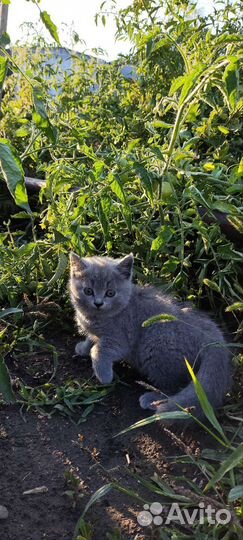 Кошечка в добрые руки