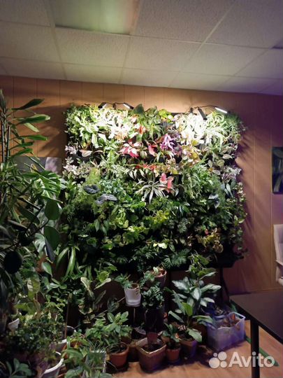 Фитостены и вертикальное озеленение