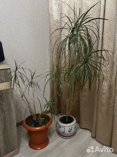 Драцена 2 штуки