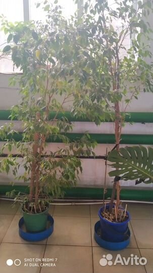 Комнатные растения