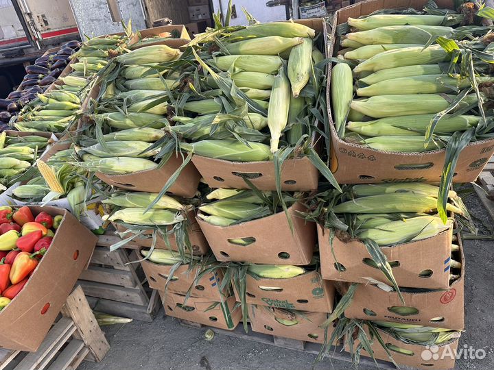 Кукуруза в початках