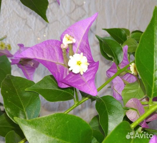 5.10 для Pioneer BDP-LX55