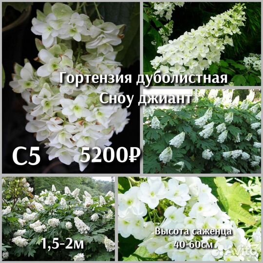 Гортензия дуболистная