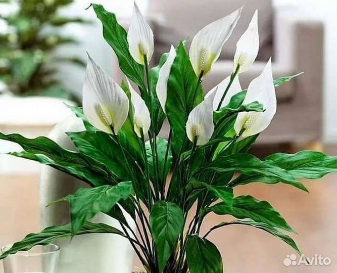 Спатифиллум