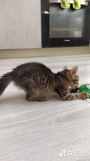 Котенок (мальчик)